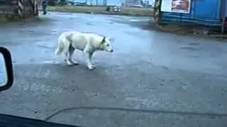 сабака танцевака funny dog