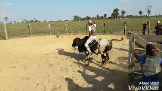 Treino em touros