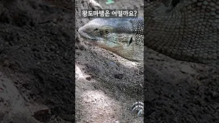 벌꿀오소리가 가장 겁 없는 동물 1위인 이유