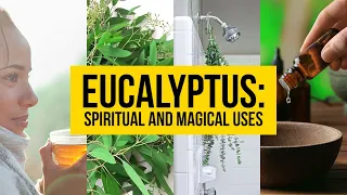 Eucalyptus: Spiritual and Magical Uses | Yeyeo Botanica