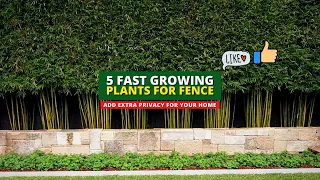 Extra Privacy Ideas: 5 Fast Growing Plants for Fence 👍👌