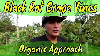 Black Rot and Grape Vines Organic Approach