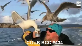 BEST COUB compilation September 2018 BCC #434