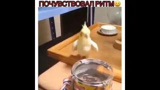 попугай играет на барабане😂😂😂