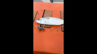 PART 1:  Tutorial- How to make dead bait act like live bait.   Trolling - King Mackerel / Tenggiri