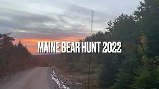 Maine Bear Hunt with Hounds 2022