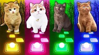 Cute Cat Songs | Wellerman | Cupid | Imagine Dragons Enemy | Jennie Solo