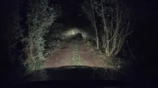 I 5 incontri più inquietanti avvenuti in un Bosco