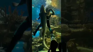 Scuba Diver Dancing with a Shark 🤯 #shark #dance