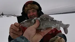 РЫБАЛКА С МОРОЗНЫМ ВЕТРОМ  ЗАКРЫТИЕ ПО НАЛИМУ  САПОГИ "МЕДВЕДЬ" ОТ "ВЕЗДЕХОДА"