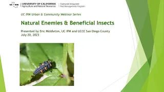 Natural Enemies and Beneficial Insects: what are they?