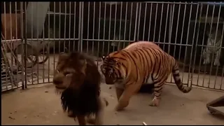 African lion VS Siberian tiger