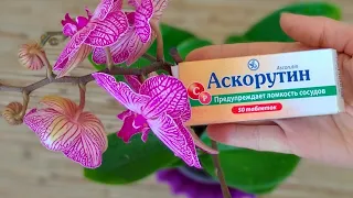 СКОРЕЕ орхидеи АСКОРУТИН! БУТОНЫ орхидеи ОПАДАЮТ, а ЛИСТЬЯ желтеют? АСКОРУТИН ЦВЕТЫ орхидеи ИСЦЕЛИТ!