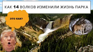 Как 14 волков изменили жизнь парка