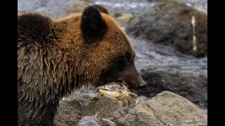 北海道　知床国立公園世界遺産航路（知床岬ヒグマ羆ボートクルーズ）①