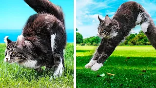 Прыжок кота в замедленной съемке!