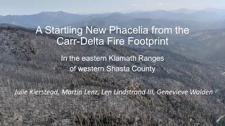 A Startling New phacelia from the carr delta fire