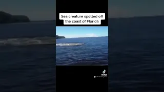Sea creature spotted off the coast of Florida