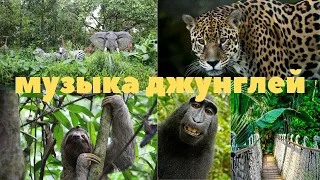 JUNGLE MUSIC  (МУЗЫКА ДЖУНГЛЕЙ )