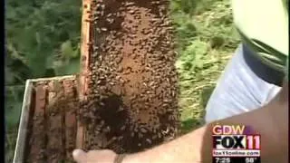 Hard-working bees in Calumet County