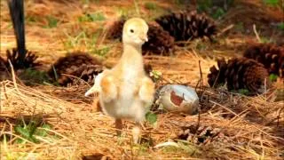 The Mystery of the Missing Sandhill Crane Baby - YouTube ver..wmv