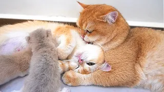 Dad Cat loves Mom Cat so much ❤️