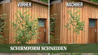 Schirmform schneiden - so entsteht ein gemütlicher Schattenplatz im Garten