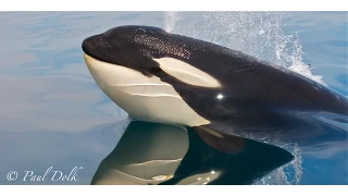 a BIG ORCA surprise!