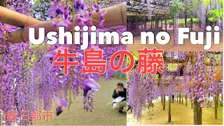 Ushijima no Fuji 牛島の藤（藤花園）