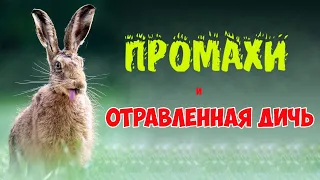 Охота на зайца. Промахи и отравленная дичь.