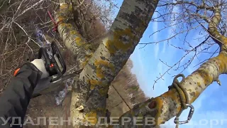 Удаление 7 тополей в один день. Removing 7 poplars in one day.