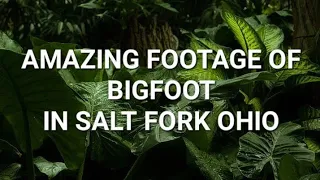 AMAZING FOOTAGE OF A BIGFOOT IN SALT FORK OHIO