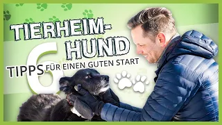 Hund aus dem TIERHEIM zieht ein ▶︎ 6 Tipps für einen guten Start