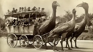 What It Was Like to Drive Vehicles in 1890s!