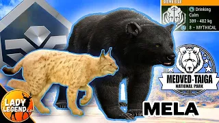 OMG!  Mythical MELANISTIC Brown Bear & Diamond Lynx!!! - Call of the Wild