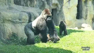 Silverback Gorilla in Taiwan breaks up a fight between his two mates, with an impressive tackle.