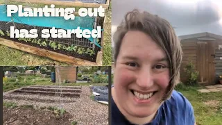 Planting out peas and becoming an adult.