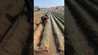 Creative Farming #satisfying #shot