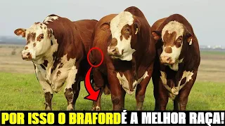 A raça BRAFORD tem MAIS de 60 ANOS de HISTÓRIA NO BRASIL! #fazendaeboi