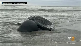 Another dead whale washes ashore on beach in New Jersey