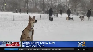 Dogs Are Loving The Snow In Central Park