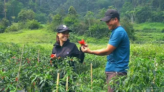 A sweet love confession in the middle of a chili garden: Lieu proposed to marry Hien- Harvest chili