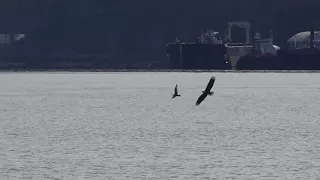 Gull chased by a Bald Eagle and Peregrine Falcon