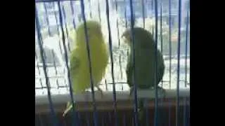 ПОЦЕЛУЙ ПОПУГАЕВ(Кiss parrots)