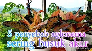 5 PENYEBAB AGLONEMA SERING BUSUK AKAR