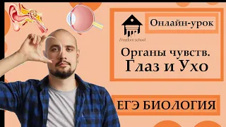 ОРГАНЫ ЧУВСТВ - строение Уха и Глаза для ЕГЭ 2023|ЕГЭ БИОЛОГИЯ|Freedom|