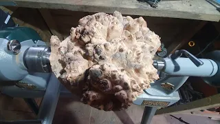 Wood Turning Elm Burr Into Beautiful Bowl