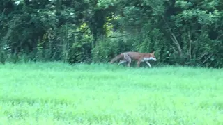 Fox scent-marking territory