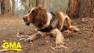 Dogs are saving koalas in the Australia wildfires l GMA Digital