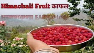 kafal pahadi fruit story